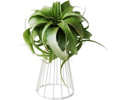 Luchtplant Houder - Tillandsia Standaard - Decoratief Gebruik - Chique Metaal Design - 45 x 15 cm - Wit