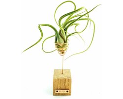 luchtplantje tillandsia medusa standaard hout (Airplants)