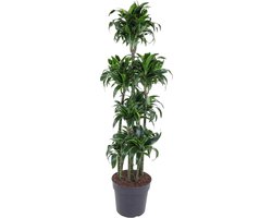 Luchtzuiverende Dracaena Dorado Carrousel 170 cm - Prachtige Gouden Drakenplant voor Binnen