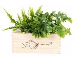 Luchtzuiverende Kamerplanten in Pot met Watergeefsysteem – Hello Baby – Kraamcadeau Pakket – Jongen & Meisje – 2 Stuks - Flowerbox