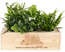 Luchtzuiverende Kamerplanten in Pot met Watergeefsysteem – Home is where the plants are – Nieuwe Woning Cadeau - 3 Stuks - Flowerbox
