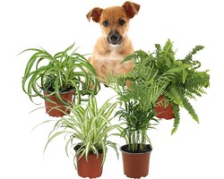 Luchtzuiverende Kamerplanten – Set van 4 – Graslelie Chlorophytum Variegatum, Bonnie, Nephrolepis Green Lady & Chamaedorea Elegans – 25–40 cm – Pot 12 cm