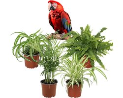 Luchtzuiverende Kamerplanten – Set van 4 – Graslelie Chlorophytum Variegatum, Bonnie, Nephrolepis Green Lady & Chamaedorea Elegans – Binnenplanten – 25–40 cm – Pot 12 cm