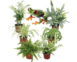 Luchtzuiverende Kamerplanten XL – Set van 6 – Graslelie Variegatum & Bonnie, Nephrolepis Green Lady, Chamaedorea Elegans, Phlebodium Blue Star & Pteris Albolineata – 25–40 cm – Pot 12 cm