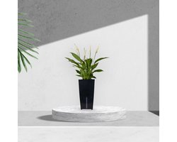 Luchtzuiverende lepelplant met zelfwaterende bloempot – Spathiphyllum wit in zwart automatisch watergeefsysteem – Witte kamerplant 35 tot 50cm - Ø12 – Waterfresh 10,5x10,5x18cm