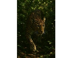 Luipaard Poster - Dieren Posters - Natuur - Wanddecoratie Woonkamer - 180 gram papier - XS6230AZ - Formaat 30 x 40cm