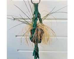 Luna-Leena duurzame macramé mini plantenhanger van katoen - groen - handgemaakt in Nepal - decoratie - L36cm - hanging basket - plant hanger - moederdag