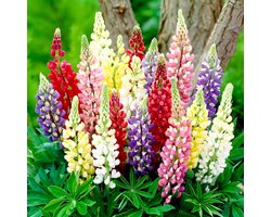 Lupine - Buitenplant - Mix van 5 soorten - Tuinplant - 10 stuks - Meerkleurig - Tuin Plant voor Buiten - Winterhard