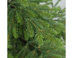 Luxe Evergreen Spruce Kunstkerstboom 250 cm – 160 x 160 cm – Super Dicht & Levensecht – Stevige Metalen Standaard – Bosgroen – Herbruikbaar & Robuust voor Woonkamer, Kantoor & Winkel – Alta Furniture