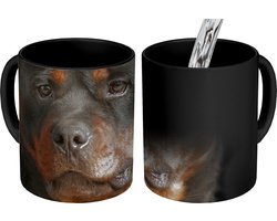 Magische Mok - Foto op Warmte Mokken - Koffiemok - Portret van Rottweiler hond in de studio - Magic Mok - Beker - 350 ML - Theemok