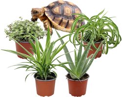 Makkelijke Kamerplanten – Set van 4 – Aloë Vera, Graslelie Chlorophytum Bonnie, Chlorophytum Irish & Callisia Repens – 20–35 cm – Pot 12 cm