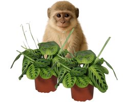 Maranta Lemon Lime - Gebedsplant - set per 2 - Kamerplant - Luchtzuiverende plant voor binnen - ⌀12 cm - 25-30cm