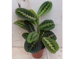 Maranta Leuconeura Fascinator Tiengebodenplant