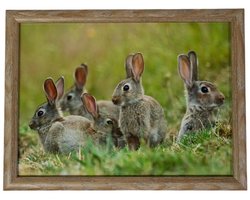 Mars & More Schootkussen – Laptray – Dienblad met kussen - Laptoptafel - Schoottafel - konijnen familie 43x33cm met pepermuntdoosje