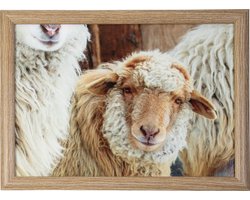 Mars & More Schootkussen – Laptray – Dienblad met kussen - Laptoptafel - Schoottafel - schaapjes beige 43x33cm met pepermuntdoosje.