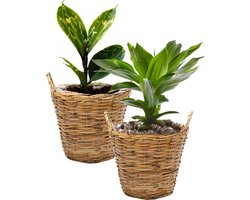 Mega Collections Planten/bloemen mand Cuba - 2x - rotan - bruin - D19 x H16 cm - pot voor buiten