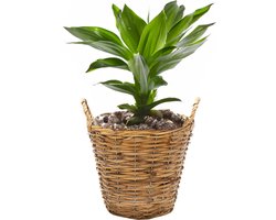 Mega Collections Planten/bloemen mand Cuba - rotan - lichtbruin - D19 x H16 cm - plantenpot voor buiten