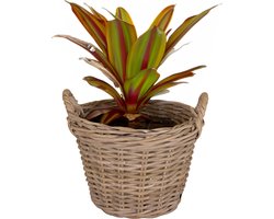 Mega Collections Planten/bloemen mand Levi - rotan - naturel - D25 x H18 cm - plantenpot voor buiten