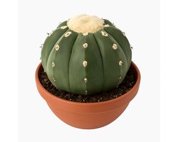 melocactus maxonii