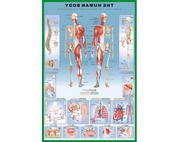 Menselijk Lichaam Poster - Anatomie Educatie - Leren en Decoreren - Aluminium Wissellijst - 61 x 915 cm - Zilver