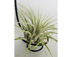 Metaal Luchtplantjes Houder – Set van 6 - Moderne Tillandsia Hangplant Hangdecoratie, Origineel Cadeau voor Plantenliefhebber, Verjaardag, Housewarming, "terug naar school" - Airplant Hanger, Binnen Plantenhouder, Trendy Plantenaccessoires Woonkamer