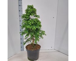 Metasequoia glypt. 'Daweswood Tawny Fleece' - Watercipres | 40-50 cm pot