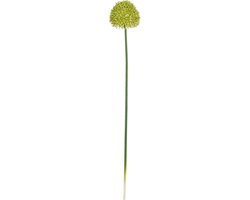 MICA DECORATIONS ALLIUM GROEN - L70CM 127558 CREAMGREEN