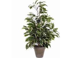 Mica Decorations Ficus Exotica Kunstplant in Bloempot Stan - H60 x Ø35 cm - Groen Bont