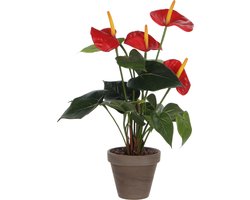 Mica Decorations Kunstplant Anthurium - rood - 40 cm - grijze pot - nepplant - kamerplant