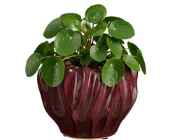 Mica Decorations Planten / bloempot Thom - bordeaux rood - keramiek - 17 x 22 cm