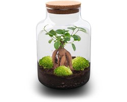 Milky Bonsai - DIY Planten terrarium - Ecosysteem plant - Ø 21 cm ↑ 30 cm