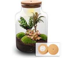 Milky Palm Planten Terrarium met licht - DIY kit - Ecosysteem plant - Ø 21 cm ↑ 30 cm
