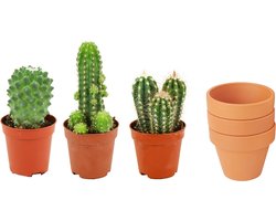Mini Cactus Mix - 3 Stuks - Ø 8,1 cm - Hoogte: 5-10 cm - Terracotta Potten