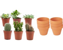 Mini Cactus & Succulenten Mix - 6 Stuks - Ø 8,1 cm - Hoogte: 5-10 cm - Terracotta Potten