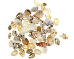Mini Decoratie Schelpen - Verschillende Soorten - Circa 1 CM - Totaal 40 Gram