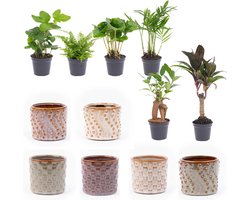 Mini planten set 6 - Inclusief pot set Madrid