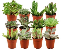 Mini Succulenten Mix - 12 Stuks - Ø 5,5 cm - Hoogte: 5-10 cm