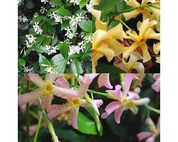 Mix van 3 Sterjasmijn - Roze, Geel en Wit | Zoete Intense Geur | Groenblijvend en Winterhard | Geschikt voor 1 Meter Haag
