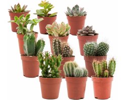 Mix van Echte Cactussen en Vetplanten - 12 Stuks - Ø 5,5 cm - Hoogte: 5-10 cm