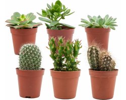 Mix van Echte Cactussen en Vetplanten - 6 Stuks - Ø 5,5 cm - Hoogte: 5-10 cm