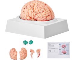 Model van het Menselijk Brein, 1:1 Schaal, PVC-Materiaal, Afneembaar voor Hands-on Leren, Realistische Anatomie, Met Etikettering En Tentoonstellingsbasis, Voor Wetenschappelijk Onderzoek En Leren In De Klas
