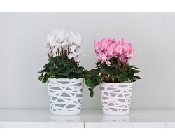 Moderne Ronde Bloempot - Lichte Plantenbak voor Binnenshuis en Balkon (13 cm, Roze)