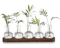 Moderne Terrarium Voortplanting Station met Houten Dienblad - Glazen Bollenvaas voor Planten en Bloemen