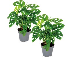 Monstera adansonii 'Monkey Leaf' - Gatenplant - Set van 2 - Kamerplant - Luchtzuiverende plant voor binnen - ⌀12 cm - 20-25 cm