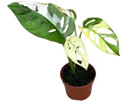 Monstera Adansonii Var Kamerplant Potmaat Ø10,5 cm |Vers Van De Kweker