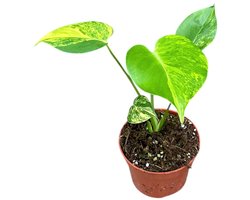 Monstera Deliciosa Aurea - Kamerplant - Potmaat Ø10,5 cm