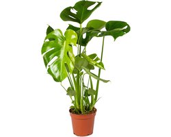 Monstera Deliciosa - Gatenplant - Kamerplant - luchtzuiverend - ⌀17 cm - 50-60 cm
