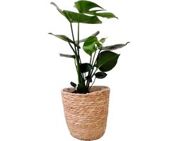 Monstera Deliciosa in zeegras mand | Gatenplant