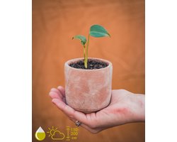 Monstera Deliciosa Kamerplant Kweekset - Kweek je eigen Monstera gatenplant - Grow Your Ownn