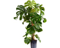 Monstera Deliciosa - Met Mosstok - Gatenplant - XXL Kamerplanten - Luchtzuiverend - Gemakkelijk in onderhoud - Hoogte 120-140 cm - Pot 24 cm